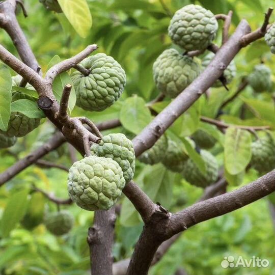 Семена Аннона 3 шт. (нойна, черимойя, эшта)