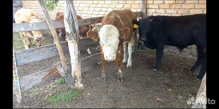 Бычки на откорм