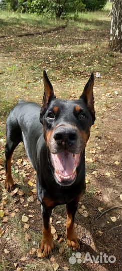 Фотосессия с доберманом