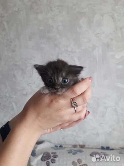 Отдам котят (девочки) в хорошие, добрые руки