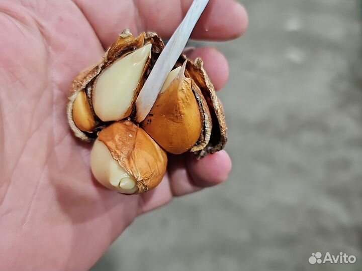 Луковицы тюльпанов Для клумбы