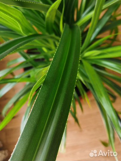 Цветок панданус