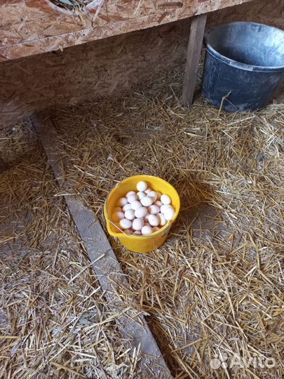 Домашние куриные яйца