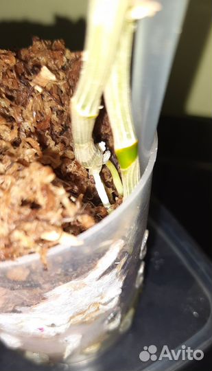 Орхидея дендробиум