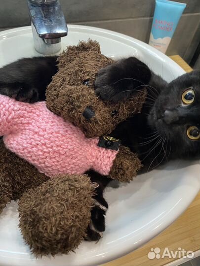 Кот в добрые руки