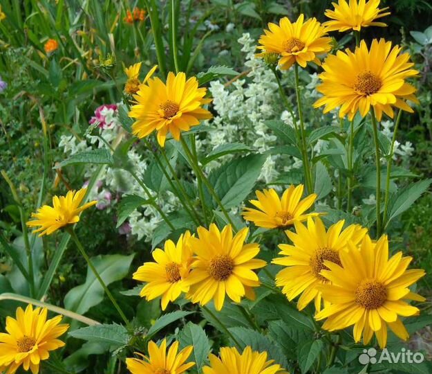 Многолетние садовые цветы, юкка, сирень