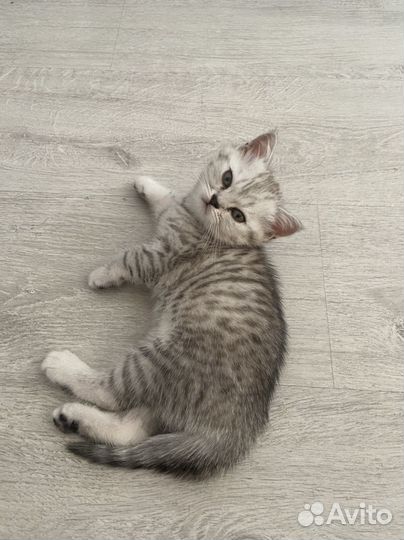 Британская