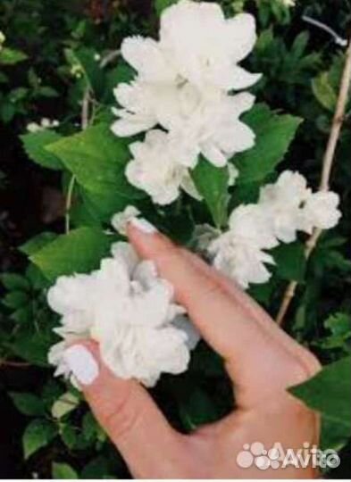 Жасмин махровый