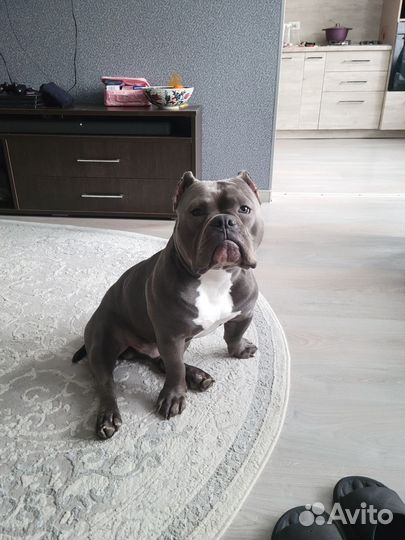 Американский булли покет вязка