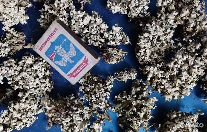 Исландский мох Цетрария