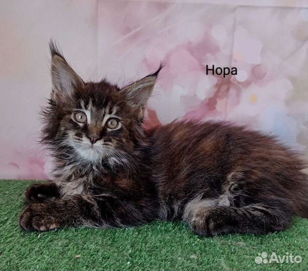 Котята мейн-кун с документами и ветпаспортом