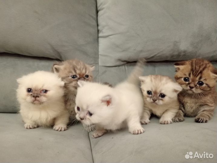 Шотландские котята