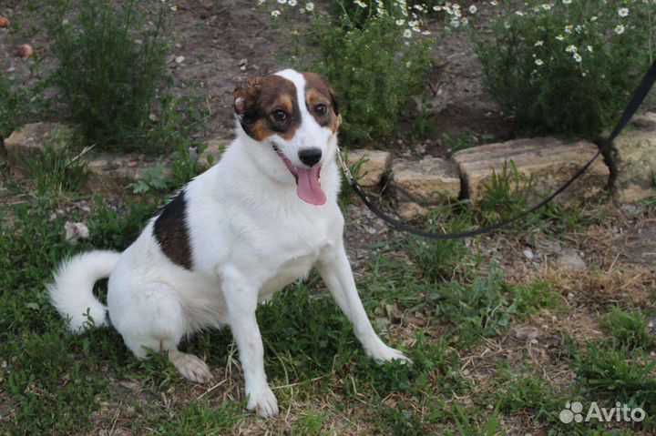 Щенок подросток в добрые руки