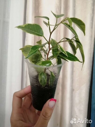 Фикус бенджамина