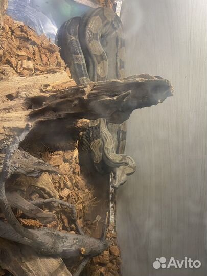 Императорский удав