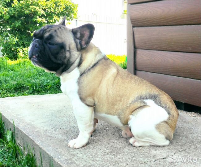 Bouledogue français