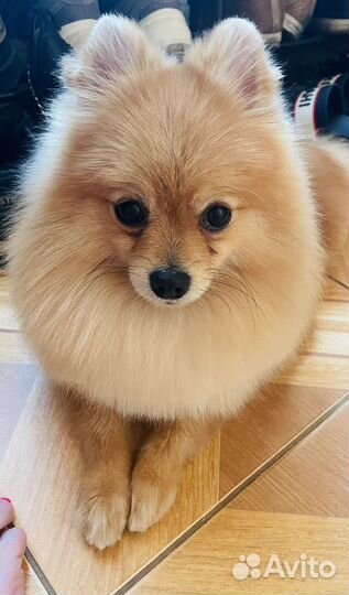 Услуги грумера