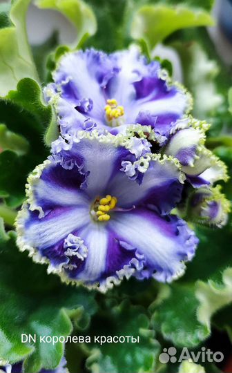 Пасынки фиалки-химеры