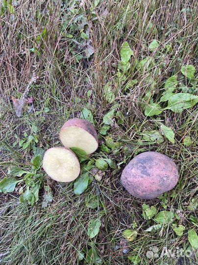 Продам картофель