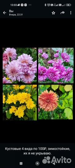 Хризантема кустовая