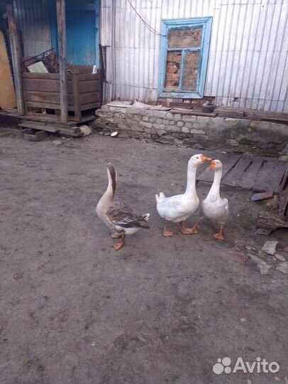 Продам гусей