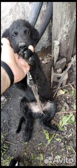 Собака в добрые руки отдам бесплатно