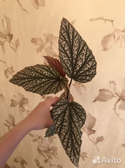 Каланхоэ, бегония, пеперомия, педилантус