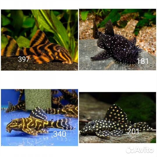 Номерные сомы