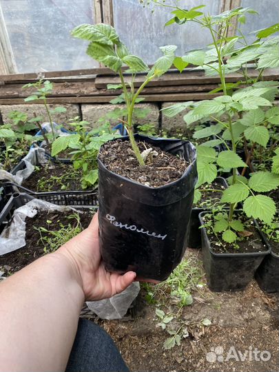 Малина саженцы