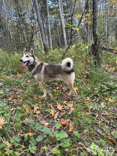 Кобель на вязку