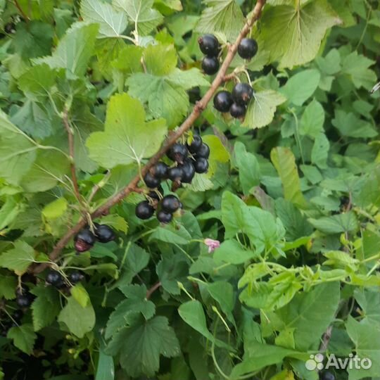 Вишня, смородина