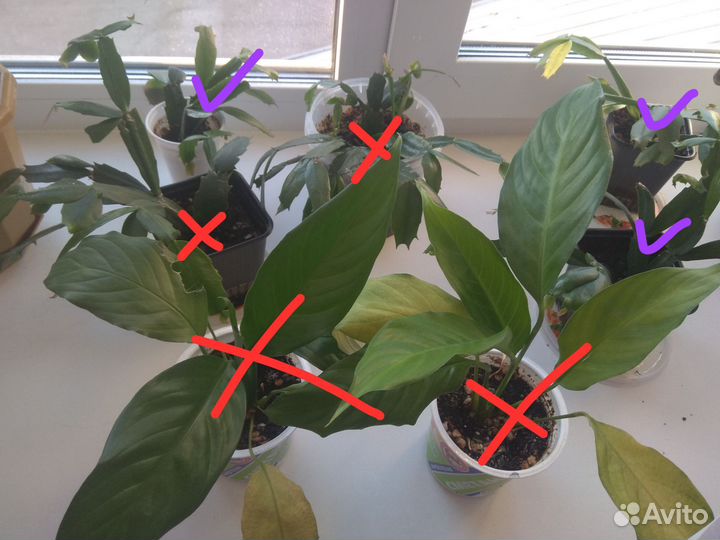 Комнатные цветы