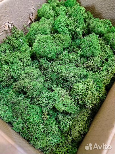 Мох ягель стабилизированный