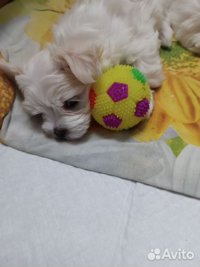 Мальтийская болонка