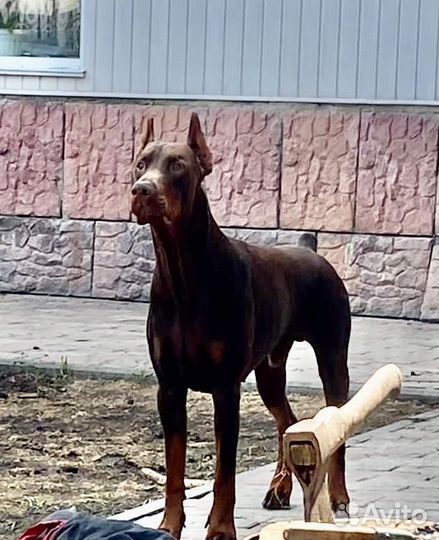 Щенки добермана