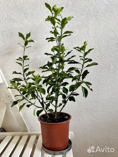 Большой бересклет японский комнатный