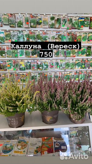 Комнатные растения