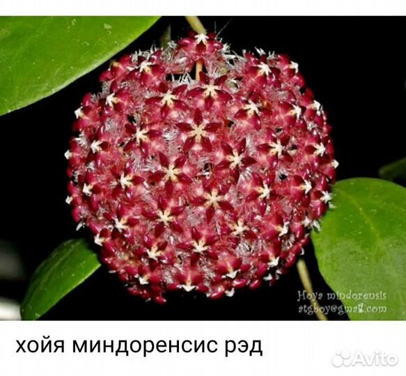 Хойи срезом и укорененные