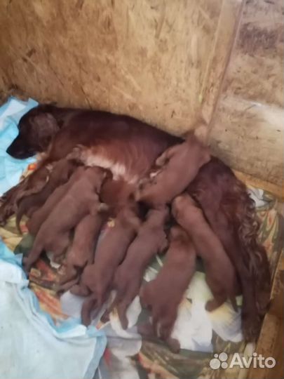 Щенки ирландский сеттер