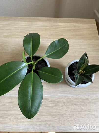 Комнатные растения