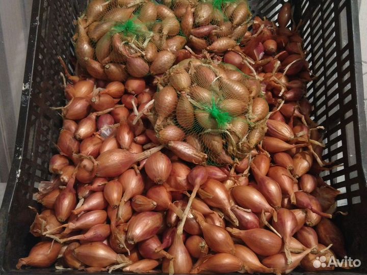 Лук шалот семейный