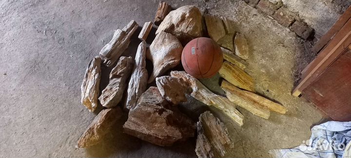 Окаменелое дерево