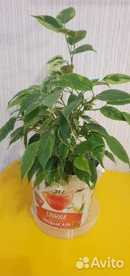 Фикус бенджамина пестролистный