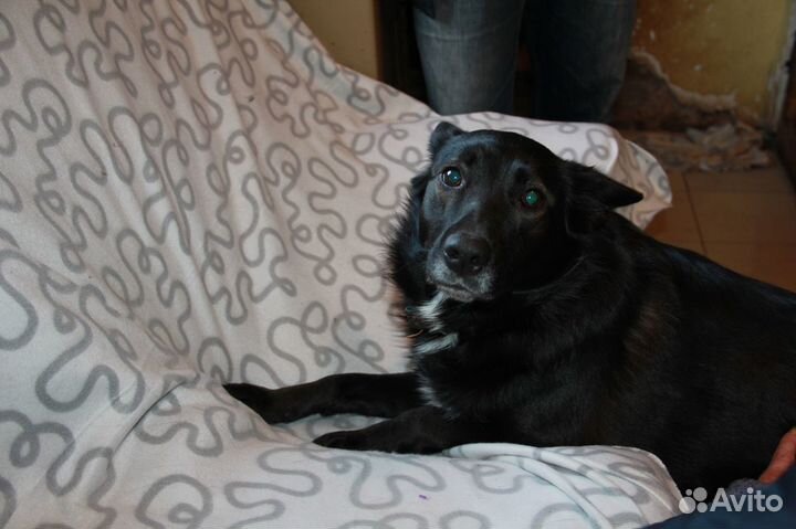 Собака Майли