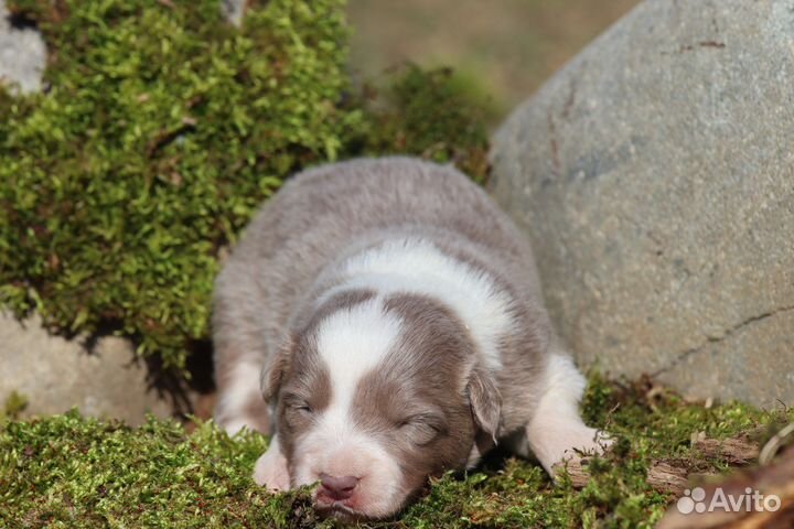 Бордер колли