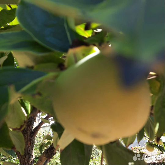 Саженцы плодовых деревьев и декоративные растения