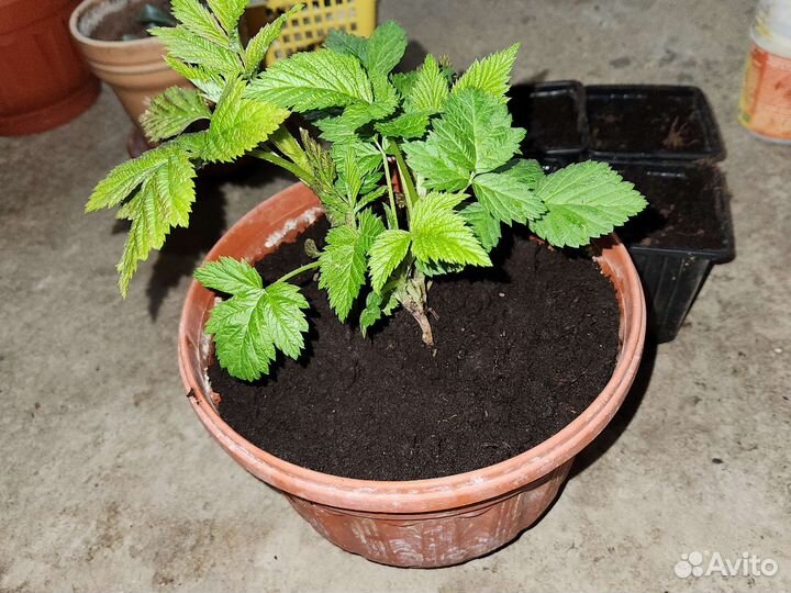 Рассада малина