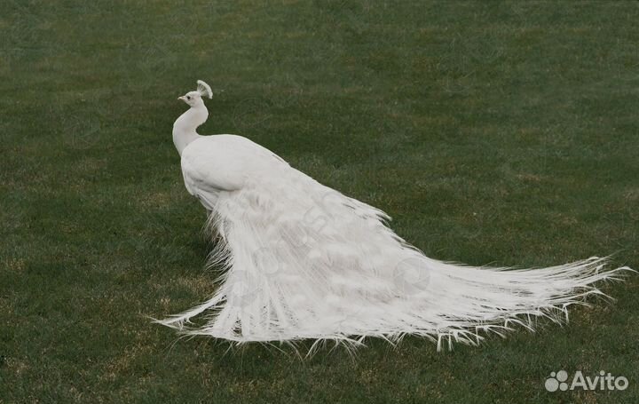 Белый павлин