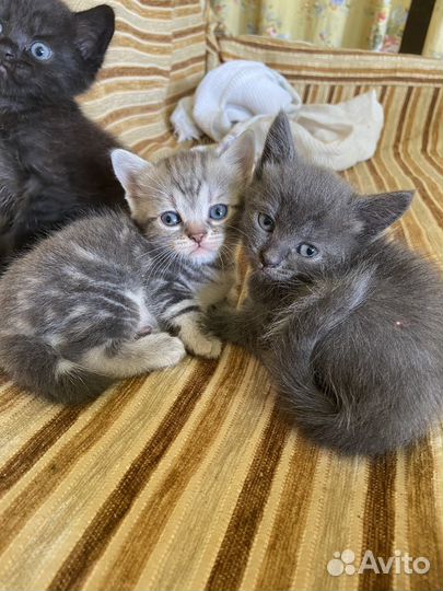 Котята в добрые руки