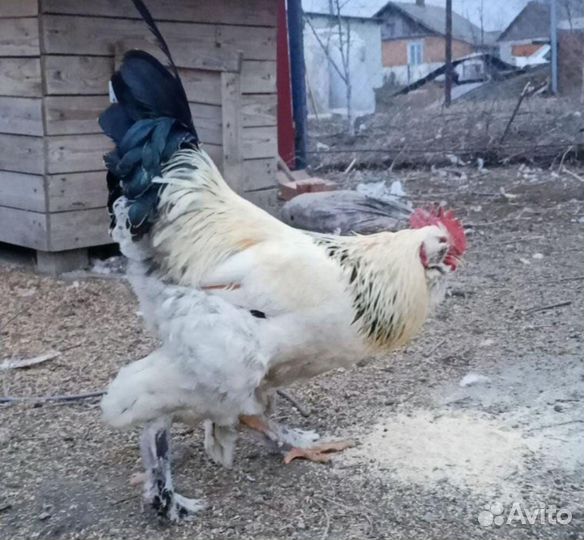 Петух фавероль